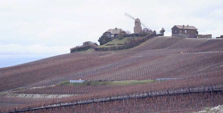 Windmill in vineyard