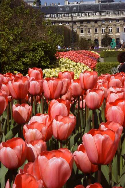 the tulips are out in the Palais Royal Gardens